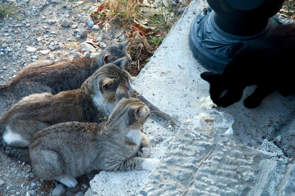 από ένα άλλο μοναστήρι ακόμη και τα ζώα έχουν μια ηρεμία μια ευλογία αλλιώτικη... DSC 8681 2013 14
