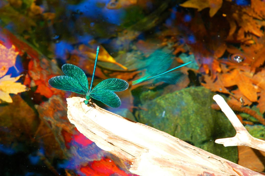 DSC 0235 SAMOTHRAKI 2005 6